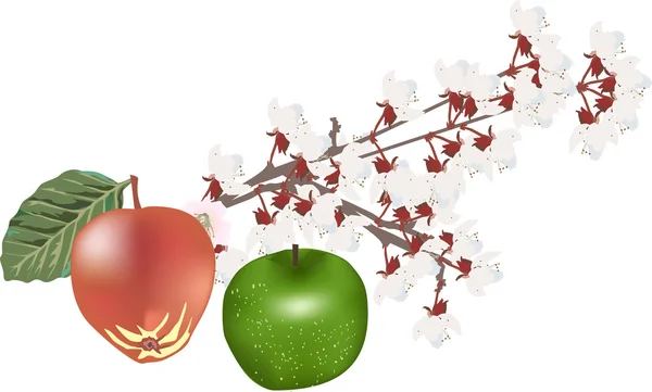 Dvě jablka a květů, které jsou izolovány v bílém — Stockový vektor