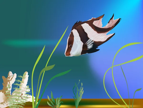海で白と赤の熱帯魚 — ストックベクタ