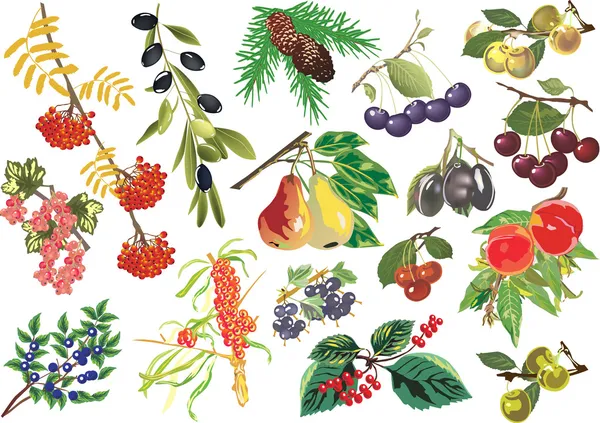 Collecte de fruits arrachés sur blanc — Image vectorielle