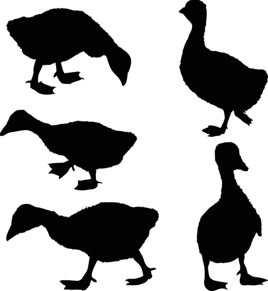 Ensemble de silhouettes gosling isolées sur blanc — Image vectorielle