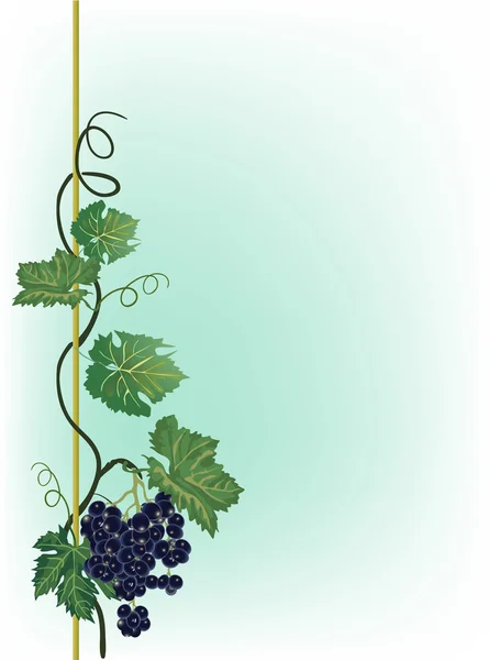 Donkere druiven en groene wijnstok illustratie — Stockvector