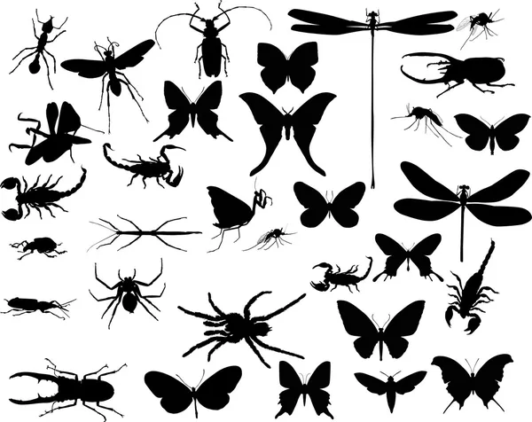 Insects and spiders collection on white — Stock Vector