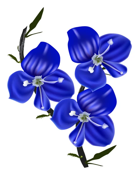 Trois petites fleurs de printemps bleues sur blanc — Image vectorielle