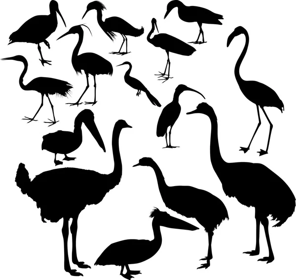 Vierzehn verschiedene Vogelsilhouetten — Stockvektor