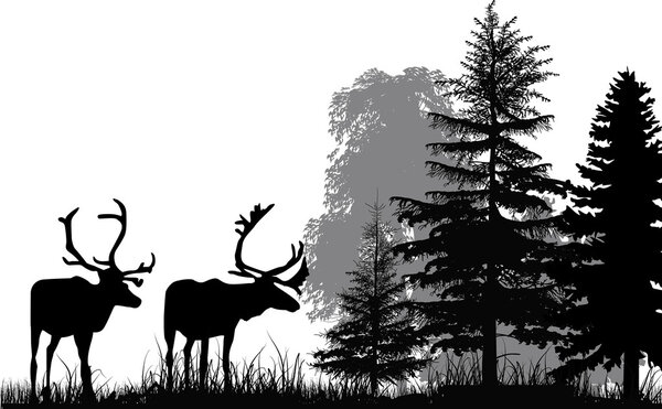 Deer silhouettes in forest