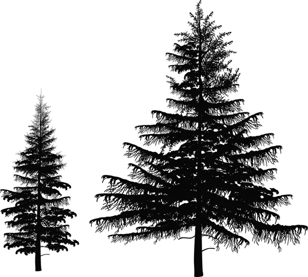 Two black firs isolated on white background — Stock Vector