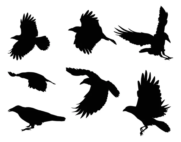 Set of eight crow silhouettes isolated on white — Stock Vector