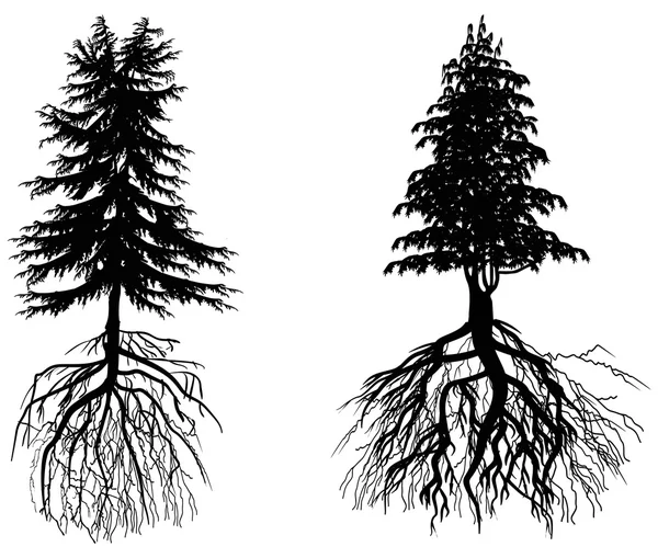 Dos abetos con raíces aisladas en blanco — Archivo Imágenes Vectoriales