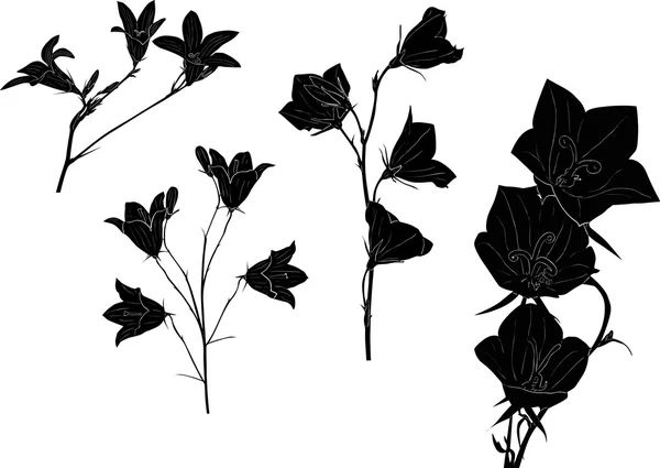 Black campanula flowers collection isolated on white — Stock Vector