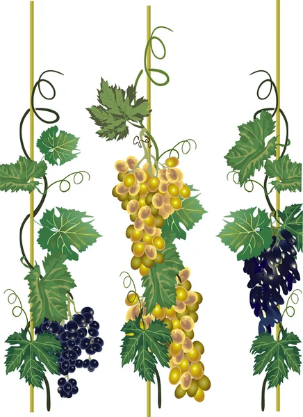 Recogida de uvas en vid verde — Vector de stock