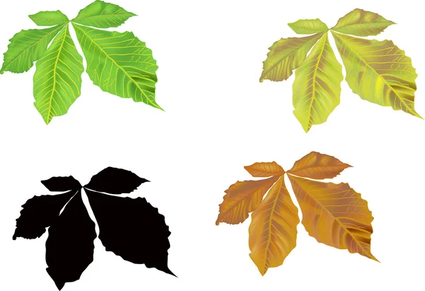 Four color foliage isolated on white background — Stock Vector