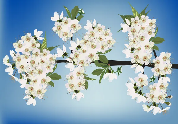 White sakura blossom on blue background — Stock Vector