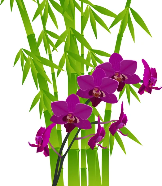 Bamboe en paarse orchideebloem op wit — Stockvector