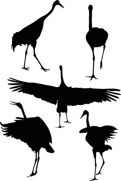 Illustration with five isolated cranes — Stock Vector