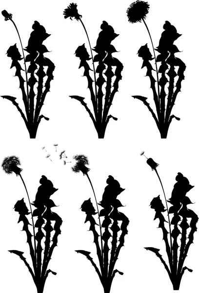 Six dandelion life stages illustration — Stock Vector