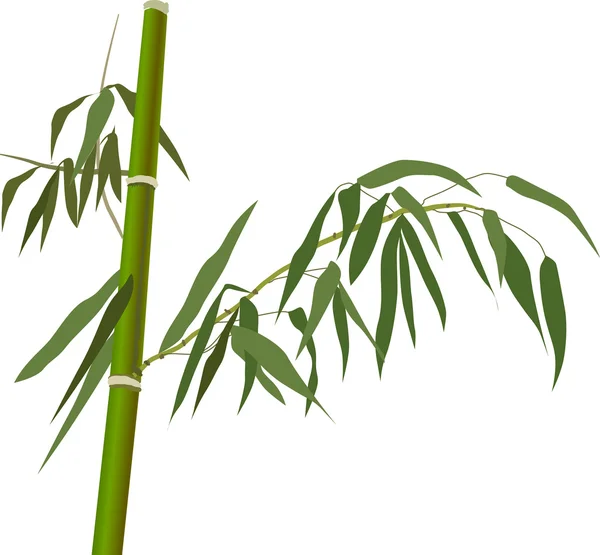 Green bamboo branch isolated on white — Stock Vector