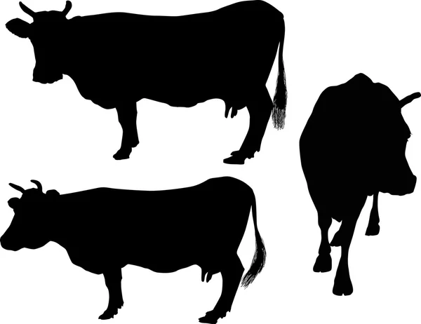 Три коровы силуэты изолированы на белом — стоковый вектор