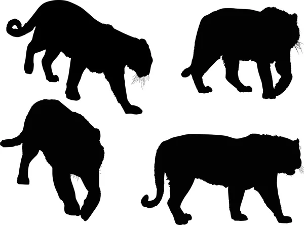 Vier tijger silhouetten op wit — Stockvector