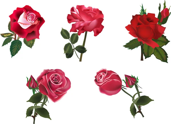 Cinq roses rouges isolées collection — Image vectorielle