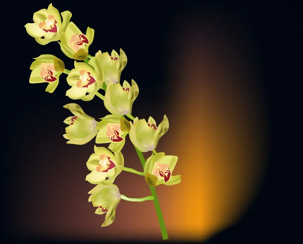 Mazzo di orchidee dorate su sfondo scuro — Vettoriale Stock