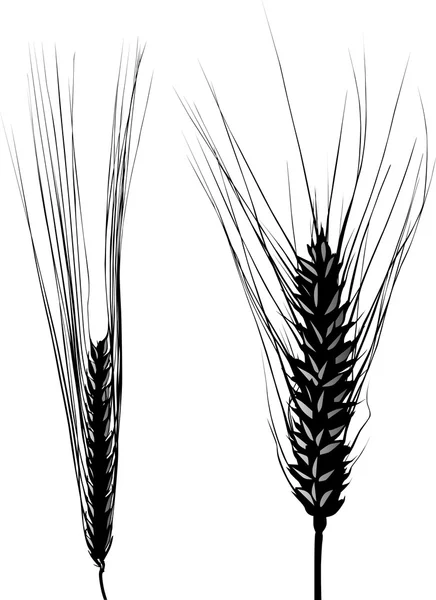 Arpa ve buğday kulak izole silhouettes — Stok Vektör