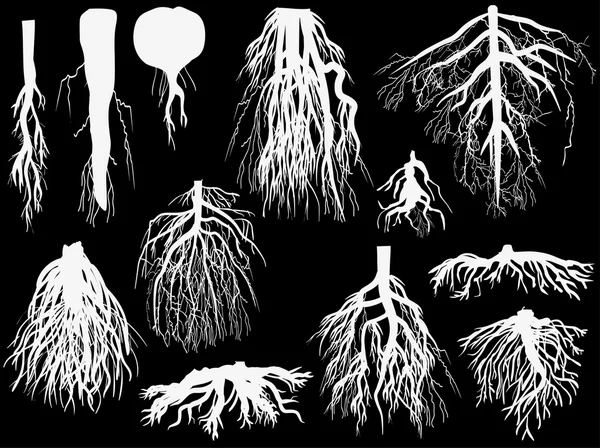 Satz weißer Wurzeln isoliert auf schwarzen — Stockvektor