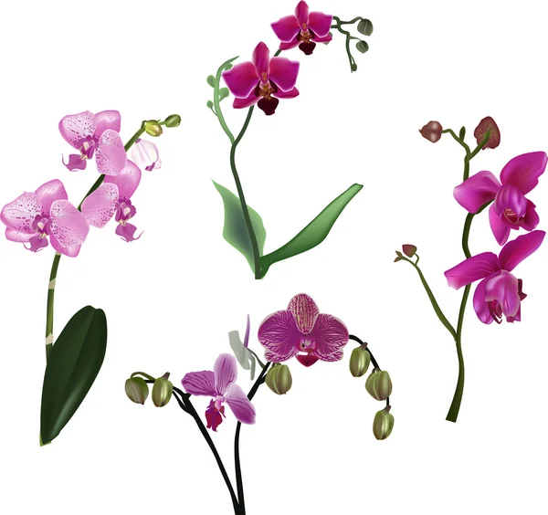 Set of pink orchids with leaves — Stock Vector