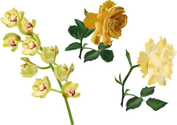 Tres flores amarillas aisladas en blanco — Vector de stock