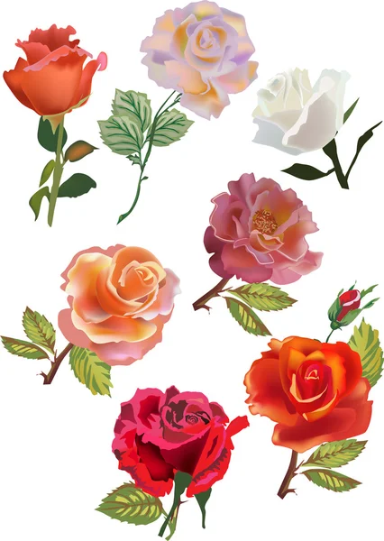 Colección de siete rosas aisladas — Vector de stock