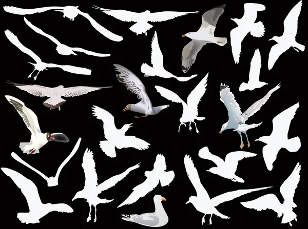 Gulls collection on black background — Stock Vector