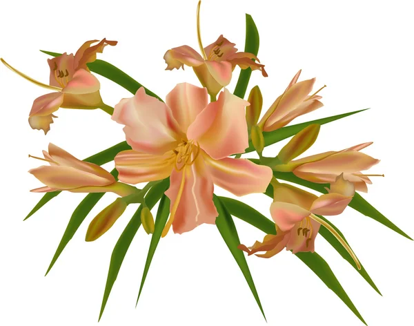 Pembe lily çiçekler izole grup — Stok Vektör