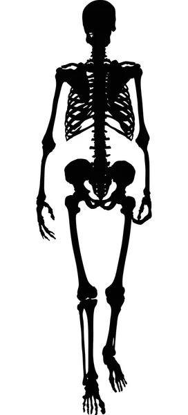 Silhueta preta única de esqueleto humano —  Vetores de Stock