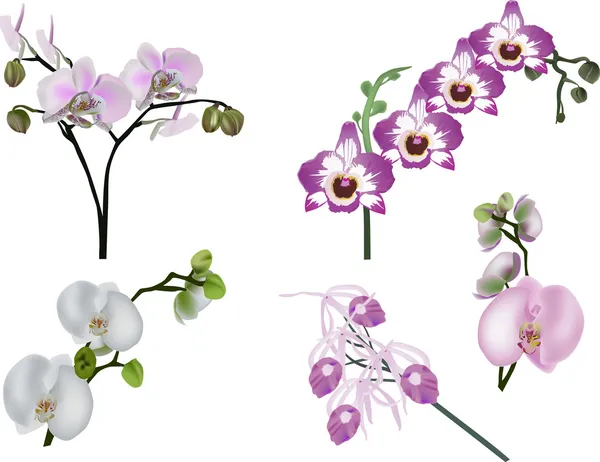 П'ять білих і рожевих орхідей суцвіть — стоковий вектор