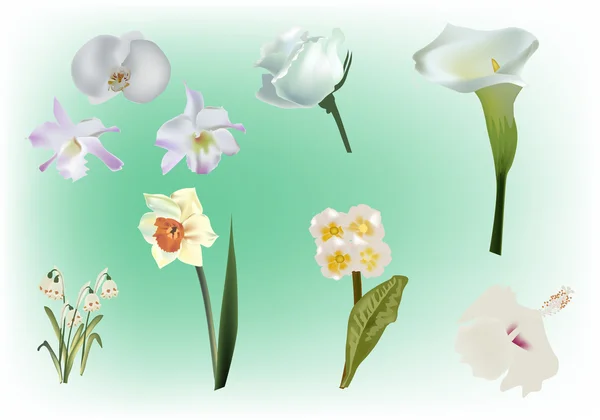 Colección de flores ligeras sobre fondo verde — Vector de stock