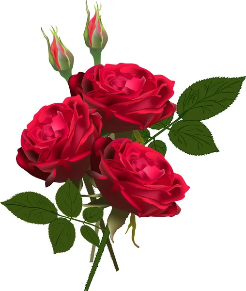 Three red roses bunch isolated on white — Stock Vector