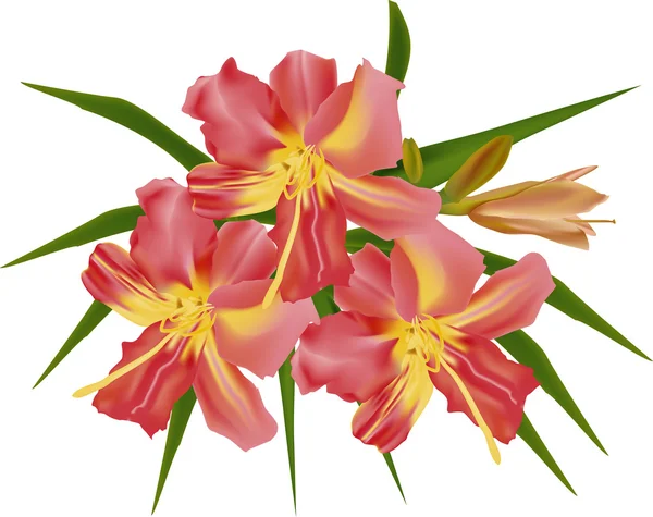 Ramo aislado de flores de lirio rojo — Archivo Imágenes Vectoriales