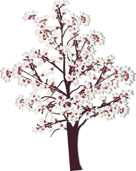 ต้นไม้ดอกไม้ฤดูใบไม้ผลิบนพื้นหลังสีขาว — ภาพเวกเตอร์สต็อก