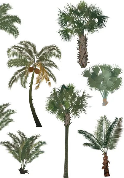 Green palm trees collection isolated on white — Stock Vector