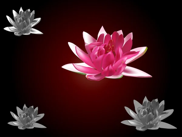 Pink water lily flower on dark background — Stock Vector