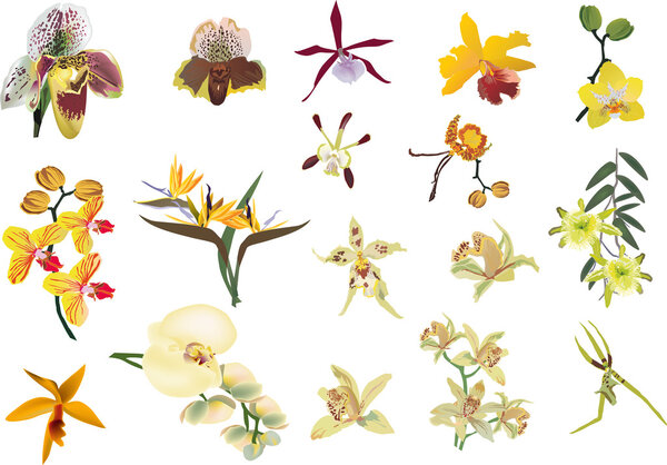 Коллекция жёлтых орхидей
