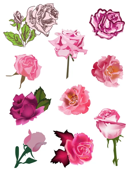 Set of ten isolated pink rose flowers — Stock Vector