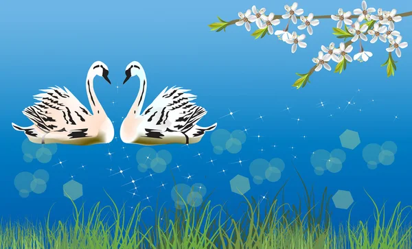 两个白色的天鹅和樱桃树开花分支 — 图库矢量图片