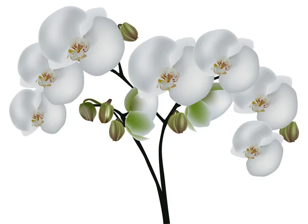 Rama de orquídea con grandes flores blancas — Vector de stock