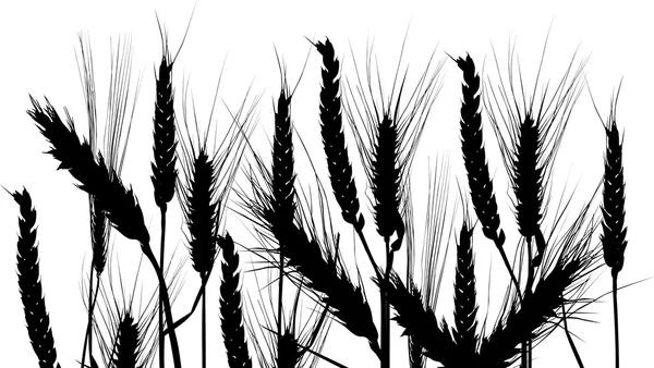 Sylwetka pole pszenicy na biały — Wektor stockowy