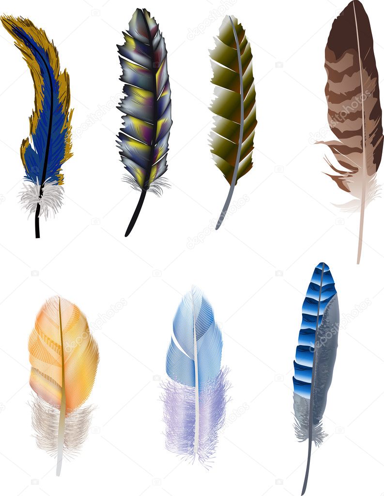 seven color isolated feathers