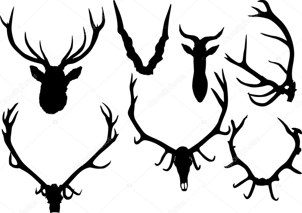 Collection of antler and horns