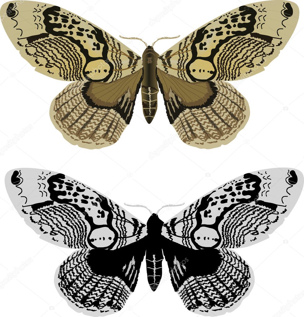 black and yellow butterflies isolated on white