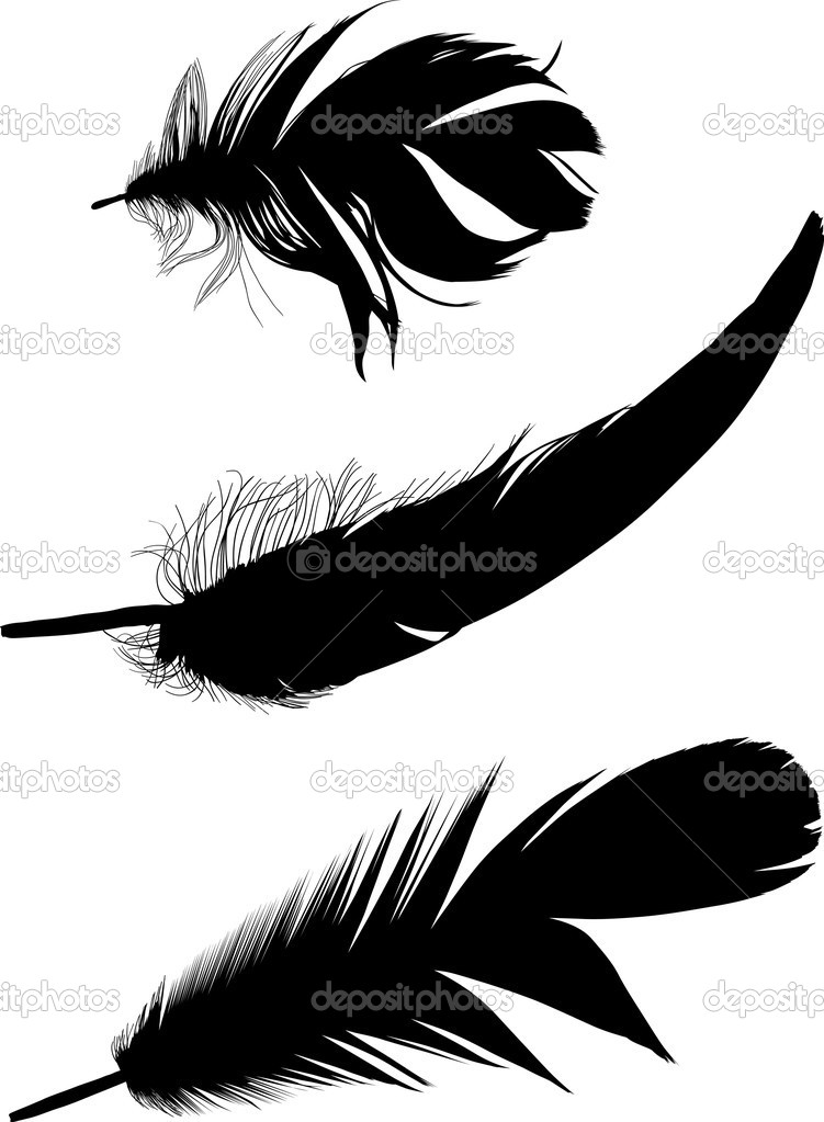 Group of three black feathers on white