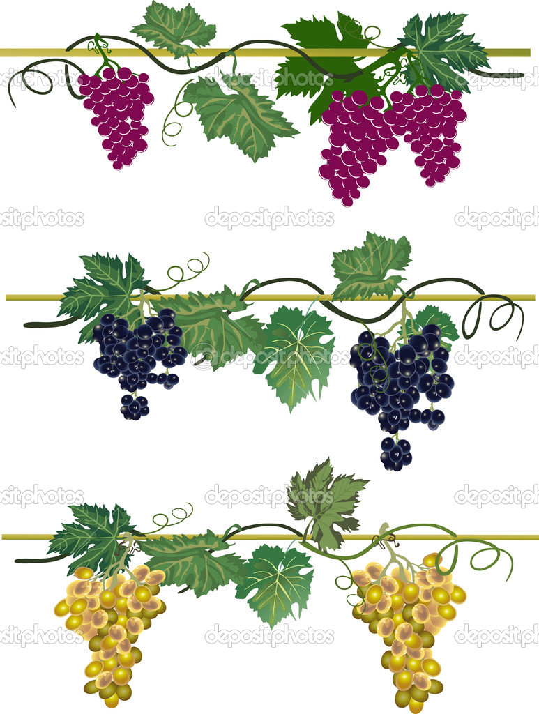 three colors grapes collcetion