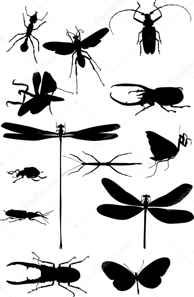 thirteen isolated black insects